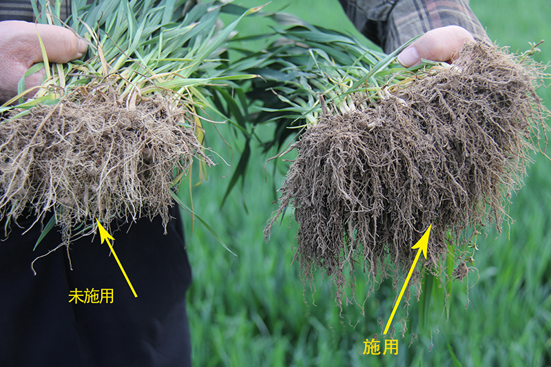 松土促根劑使用前后對比